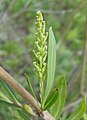 Amentilho feminino de Salix sp.