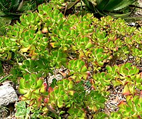 Sedum dendroideum