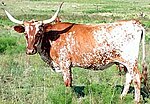 Vignette pour Texas Longhorn