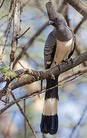 In wytbealchtoerako (Crinifer leucogaster)