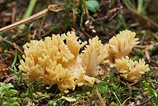 Krūmiškasis šakočius (Ramaria flava)