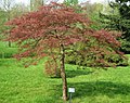 Acer palmatum 'Dissectum Garnet'