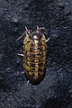 Armadillidium versicolor