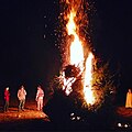 Tradition du feu de joie qui consiste à brûler les sapins de Noël.