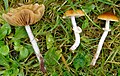 !!!Conocybe arhenii sin. Pholiotina arhenii!!!