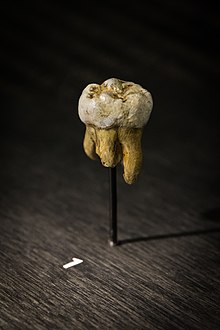 Replica de un molar denisovan.