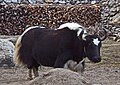 Yak