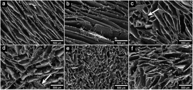 Figure 10: Open access scanning electron microscopy images of wheat-gluten based foam.[35]