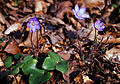 Tribus Anemoneae: Leberblümchen (Hepatica nobilis)