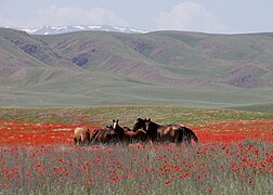 Paesaggio dei pascoli della steppa nell'est del Kazakistan, in estate.