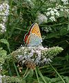 Lycaena dispar Grote vuurvlinder