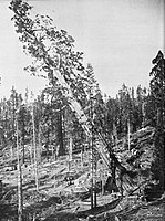 The felling of the Mark Twain Tree. C.C. Curtis. USA, 1891.[1]: 20 