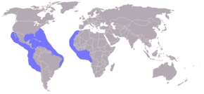 Description de l'image Negaprion brevirostris distribution map.png.