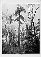 A gigantic old-growth loblolly pine, note human for scale