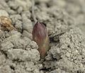 Pointe d'asperge