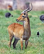 Brown bovid