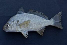 Leiostomus xanthurus