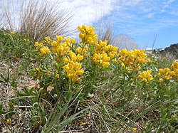 Preeriarevonpapu Thermopsis rhombifolia