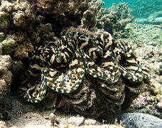 Tridacna squamosa