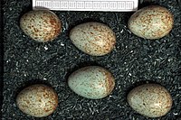 Eggs, Collection Museum Wiesbaden, Germany