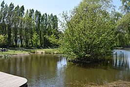 Uitgediepte siervijver met ponton en watervogels