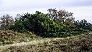 Jeneverbesstruik in de duinen bij Zeegse met een doorsnee van 20 meter en een hoogte van 7 meter. Het is de grootste in zijn soort van West-Europa. De leeftijd wordt geschat op meer dan 80 jaar.