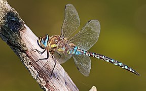 Un insecte volant très effilé avec de brillantes tâches de bleu.