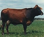 Photo couleur d'une vache rouge sombre à nuances noires. Elle ne porte pas de cornes, un mufle sombre cerclé de blanc, une peau lâche sous le cou et une mamelle volumineuse.