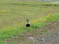 European Golden Plover (breeding plumage, probably a female)