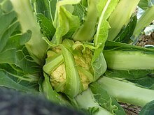 Torbole cauliflower