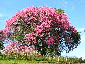 Pajnejro roze floranta aŭtune en Mogi Mirim.