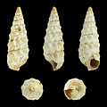 Cerithium vulgatum ssp. europaeum