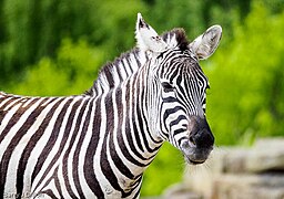 Zebra at the zoo