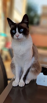 Gata da raça snowshoe sentada em uma mesa. Pelo branco na maior parte do corpo, nariz rosado, olhos azuis e pelagem marrom escura ao redor dos olhos e orelhas