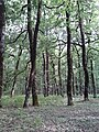 The oaks form a dense forest.