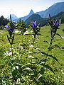 Gentiana asclepiadea