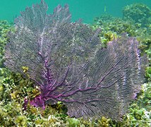 Gorgonia ventalina (Alcyonacea, cabang Octocorallia)