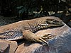 Goulds Waran (Varanus gouldii)