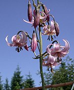 Lilium kelloggii