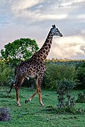 Male Maasai giraffe