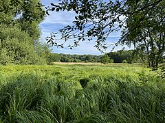 Großes Seggenried am Brucher Weg