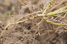 I legumi vengono inoculati con batteri del genere Rhizobium che inducono noduli azotofissatori nelle radici.