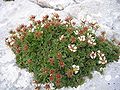 Potentilla clusiana