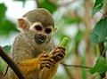 Common squirrel monkey Picture of the day for October 11, 2008, Candidate for Picture of the Year, 2007