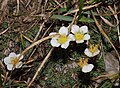 Saxifraga burseriana