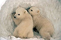 Polar Bear cubs