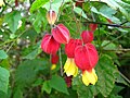 Abutilon megapotamicum