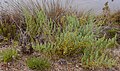 esparraguera del Mar Menor (Asparagus macrorrhizus) en las salinas de Marchamalo.