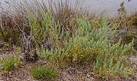 Esparraguera del Mar Menor, especie en peligro crítico de extinción.