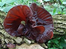 Auricularia auricula-judae G6 (4).JPG